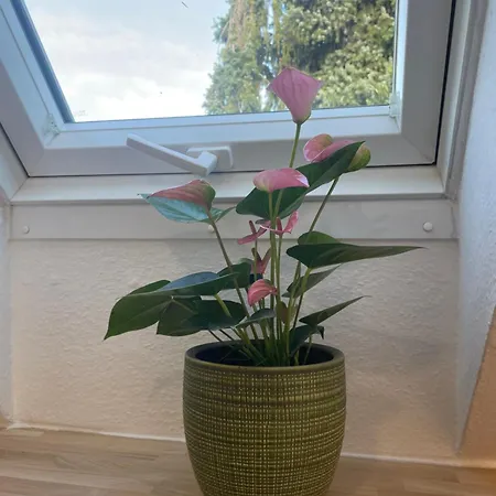 Haus87a Appartement Oberkirch (Baden)