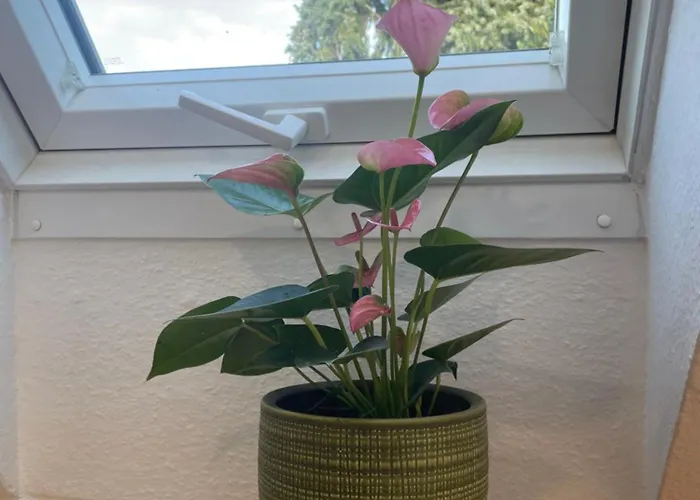 Haus87a Appartamento Oberkirch (Baden)